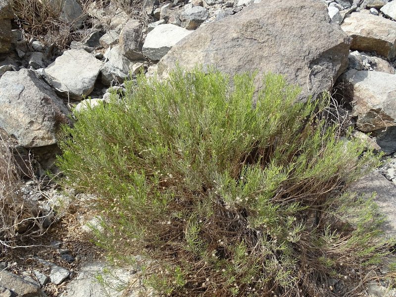 Pulicaria glutinosa, photographed by Jacky Judas