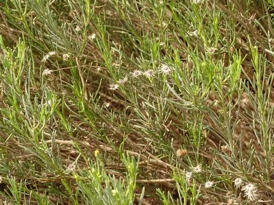 Pulicaria glutinosa, photographed by Jacky Judas