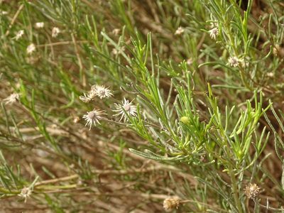 Pulicaria glutinosa, photographed by Jacky Judas
