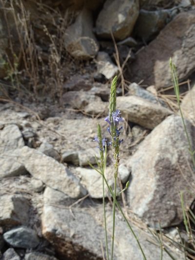 Lavandula subnuda, photographed by Jacky Judas