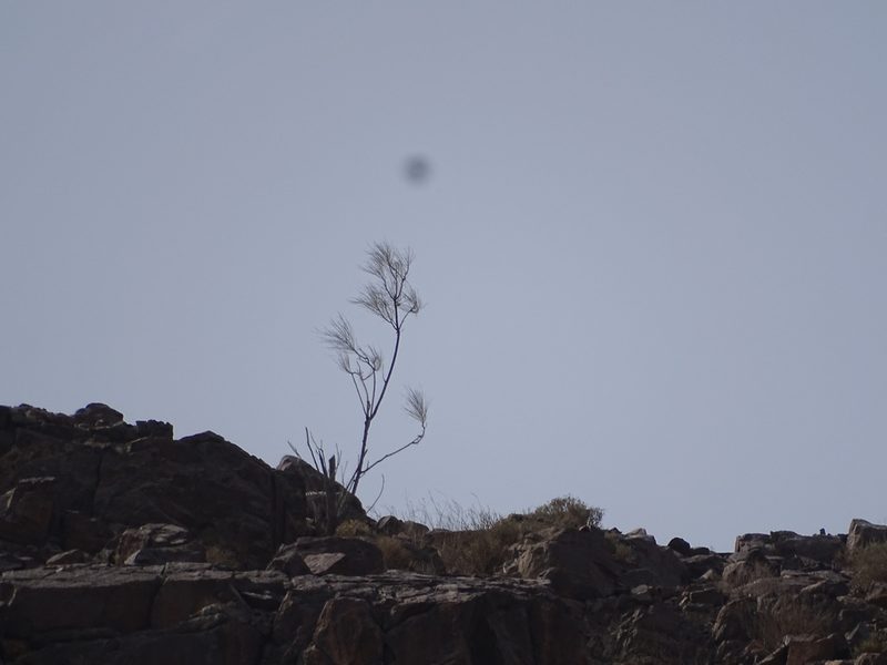Moringa peregrina, photographed by Jacky Judas