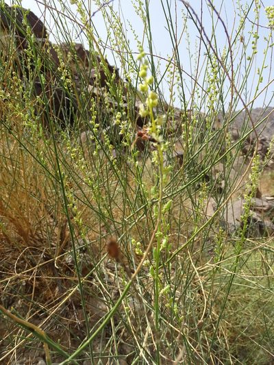 Ochradiscus aucheri, photographed by Jacky Judas
