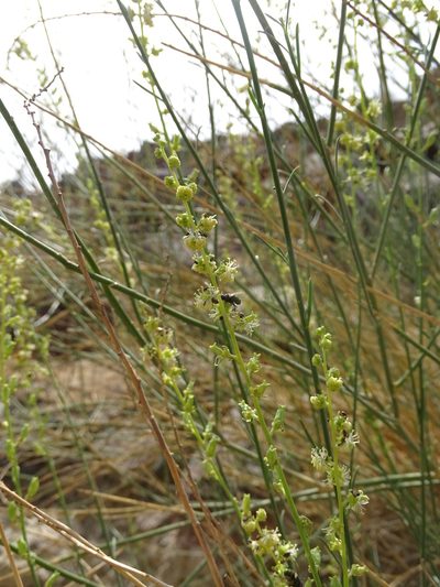 Ochradiscus aucheri, photographed by Jacky Judas