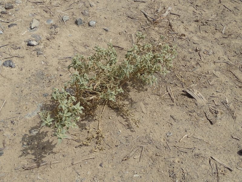 Chrozophora oblongifolia, photographed by Jacky Judas