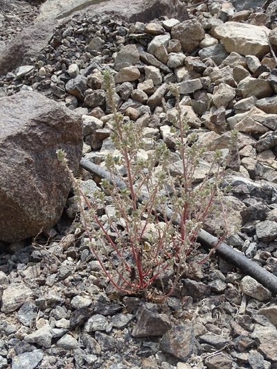 Forsskaolea tenacissima, photographed by Jacky Judas