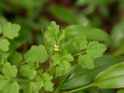 Cardamine trichocarpa, photographed by Dinesh Valke