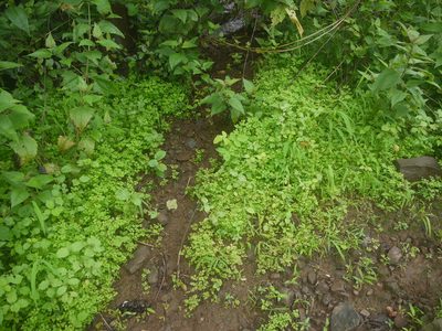 Cardamine trichocarpa, photographed by Dinesh Valke