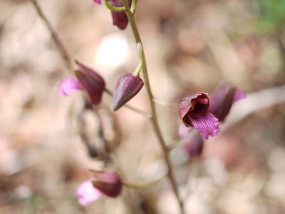 Eulophia nuda, photographed by Dinesh Valke