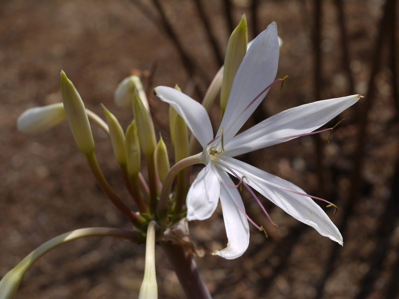 Crinum woodrowii, photographed by Dinesh Valke
