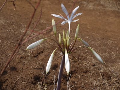 Crinum woodrowii, photographed by Dinesh Valke