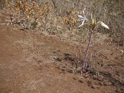 Crinum woodrowii, photographed by Dinesh Valke