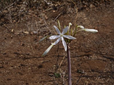 Crinum woodrowii, photographed by Dinesh Valke