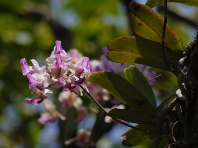 Aerides crispa, photographed by Dinesh Valke