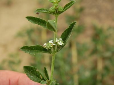 Lippia turbinata, photographed by Guillermo Debandi