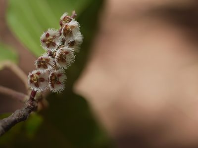 Elaeocarpus variabilis, photographed by Dinesh Valke