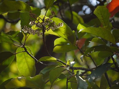Elaeocarpus variabilis, photographed by Dinesh Valke