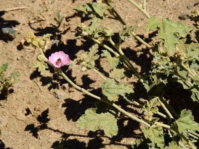 Sphaeralcea mendocina, photographed by Guillermo Debandi
