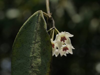 Hoya wightii, photographed by Dinesh Valke