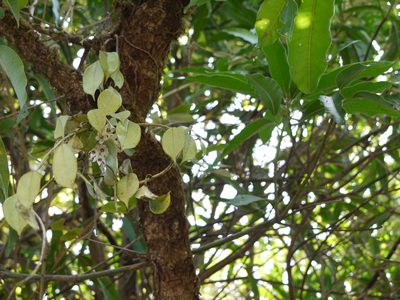 Hoya wightii, photographed by Dinesh Valke