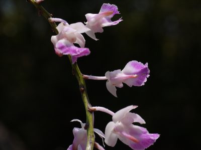 Aerides crispa, photographed by Dinesh Valke