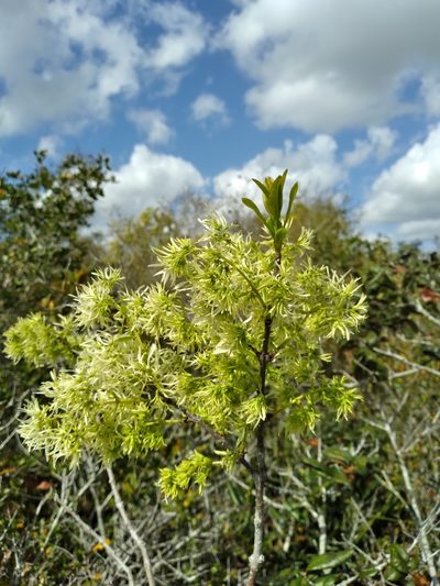 Chionanthus pygmaeus, photographed by Scott Ward
