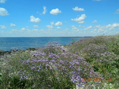 Limonium meyeri, photographed by Galyna Mykytynets
