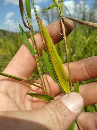 Dichanthelium patentifolium, photographed by Scott Ward
