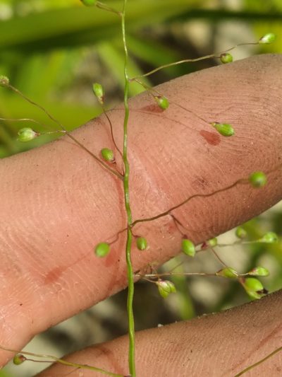 Dichanthelium patentifolium, photographed by Scott Ward