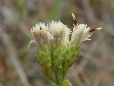Sericocarpus rigidus, photographed by Nolan Exe