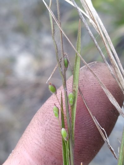 Dichanthelium malacon, photographed by Scott Ward