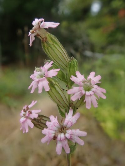 Silene scouleri, photographed by Nolan Exe