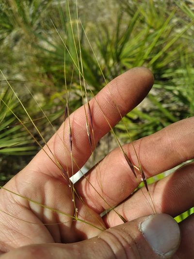 Piptochaetium avenacioides, photographed by Scott Ward