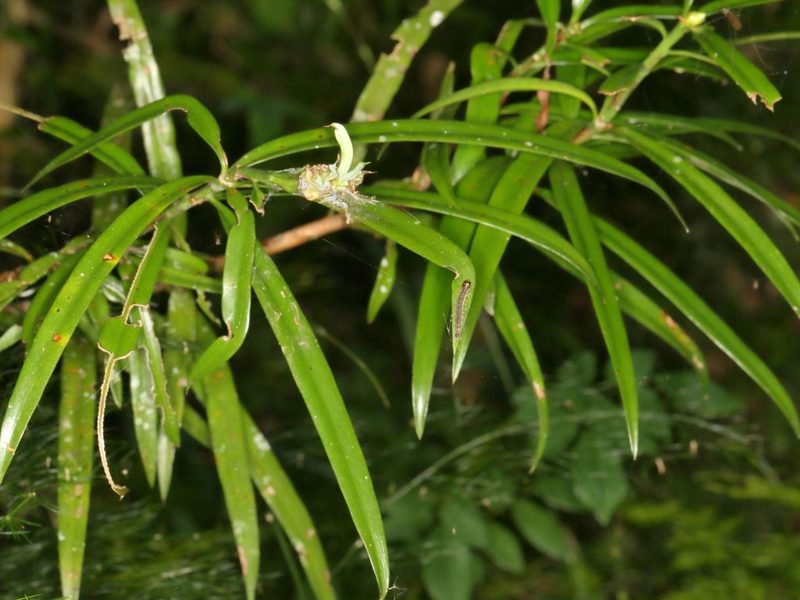 Podocarpus henkelii, photographed by Alan Manson
