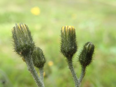 Hieracium triste, photographed by Nolan Exe