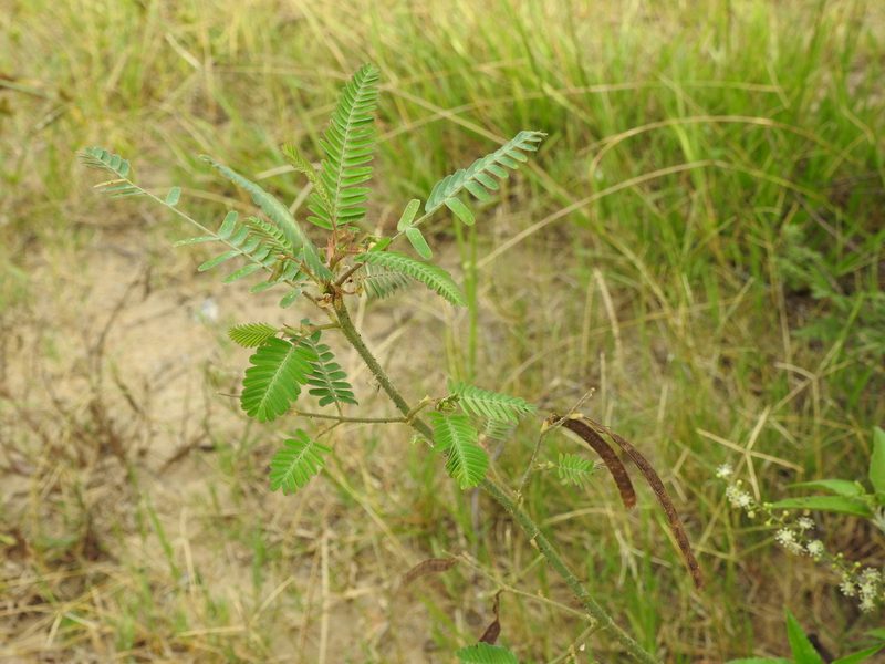 Aeschynomene rudis, photographed by Eduardo Luis Beltrocco