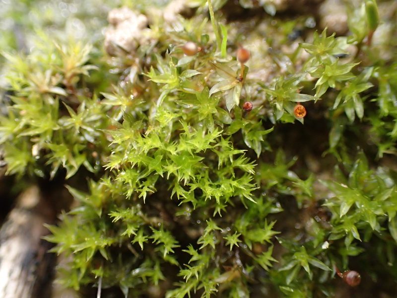 Rhizogemma staphylina, photographed by George Greiff