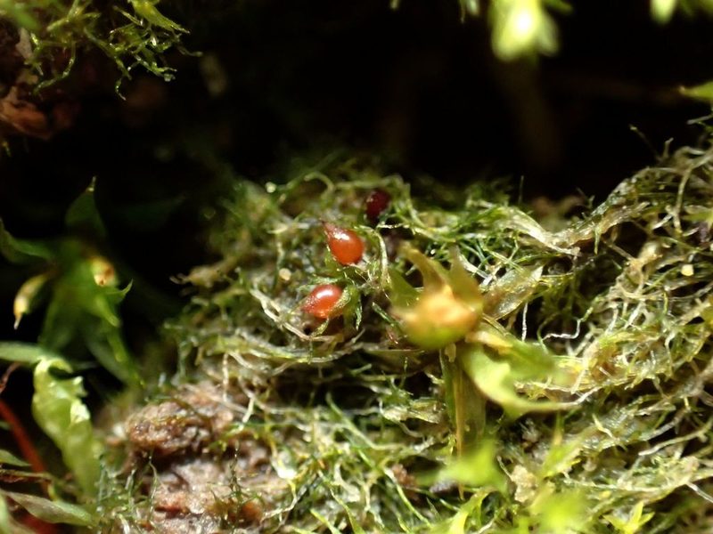 Ephemerum stoloniferum, photographed by George Greiff