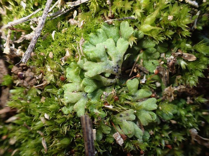Riccia glauca, photographed by George Greiff