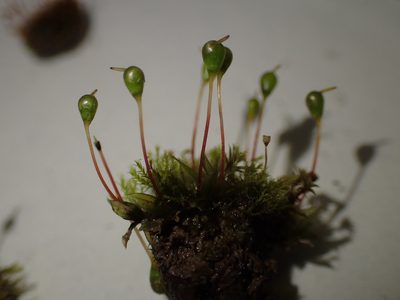 Entosthodon fascicularis, photographed by George Greiff