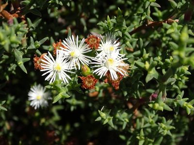 Ruschia tenella, photographed by Shaun Swanepoel