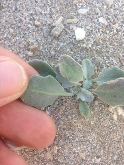 Dithyrea maritima, photographed by Adam J. Searcy