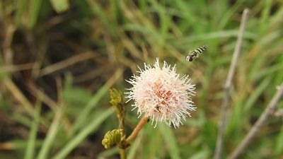 Mimosa tweedieana, photographed by Eduardo Luis Beltrocco
