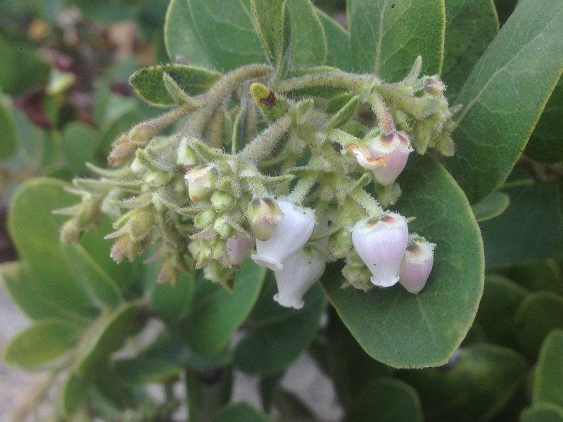 Arctostaphylos confertiflora, photographed by Adam J. Searcy