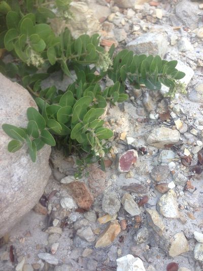 Arctostaphylos confertiflora, photographed by Adam J. Searcy