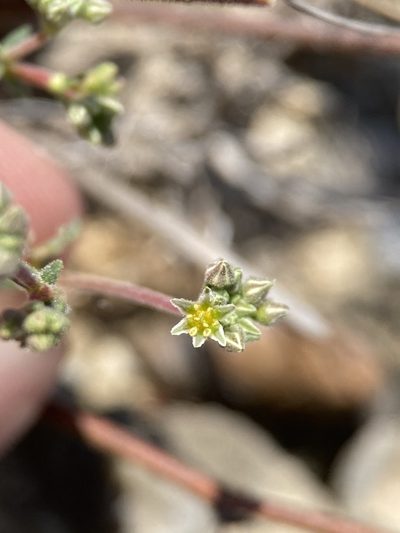 Eriogonum greggii, photographed by Matt Berger