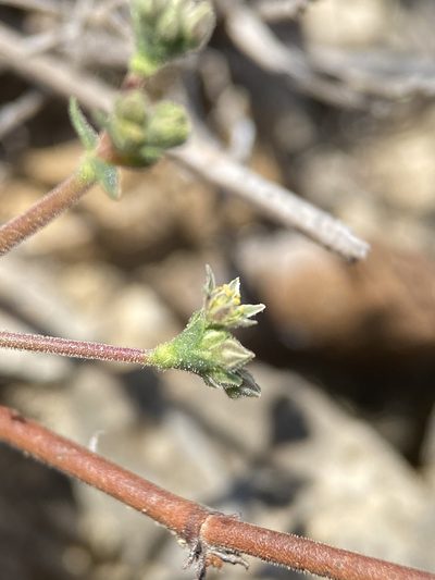 Eriogonum greggii, photographed by Matt Berger