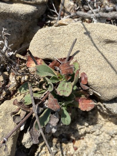 Eriogonum greggii, photographed by Matt Berger