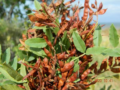 Glycyrrhiza glabra, photographed by Galyna Mykytynets