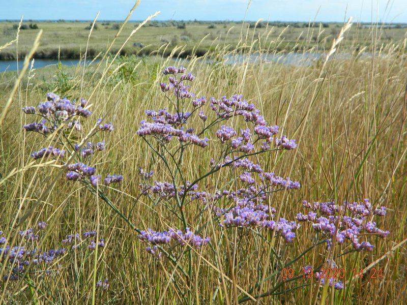 Limonium meyeri, photographed by Galyna Mykytynets