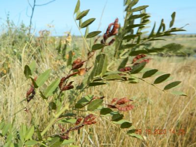 Glycyrrhiza glabra, photographed by Galyna Mykytynets